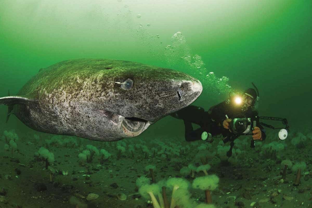 These sharks inhabit the cold, stable environments of the North Atlantic and Arctic surface waters, growing just a few centimeters each year.