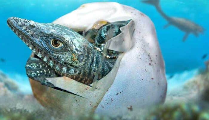 A football-sized fossil egg found in Antarctica reshapes our understanding of ancient marine reptiles and their reproduction