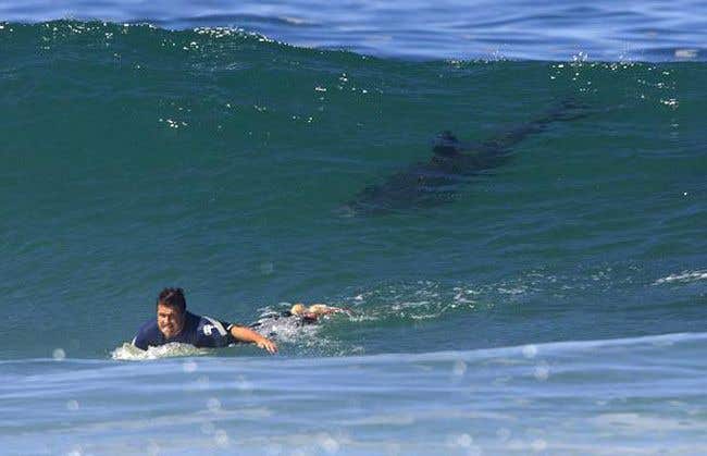 Discover how counterillumination technology can reduce shark attacks