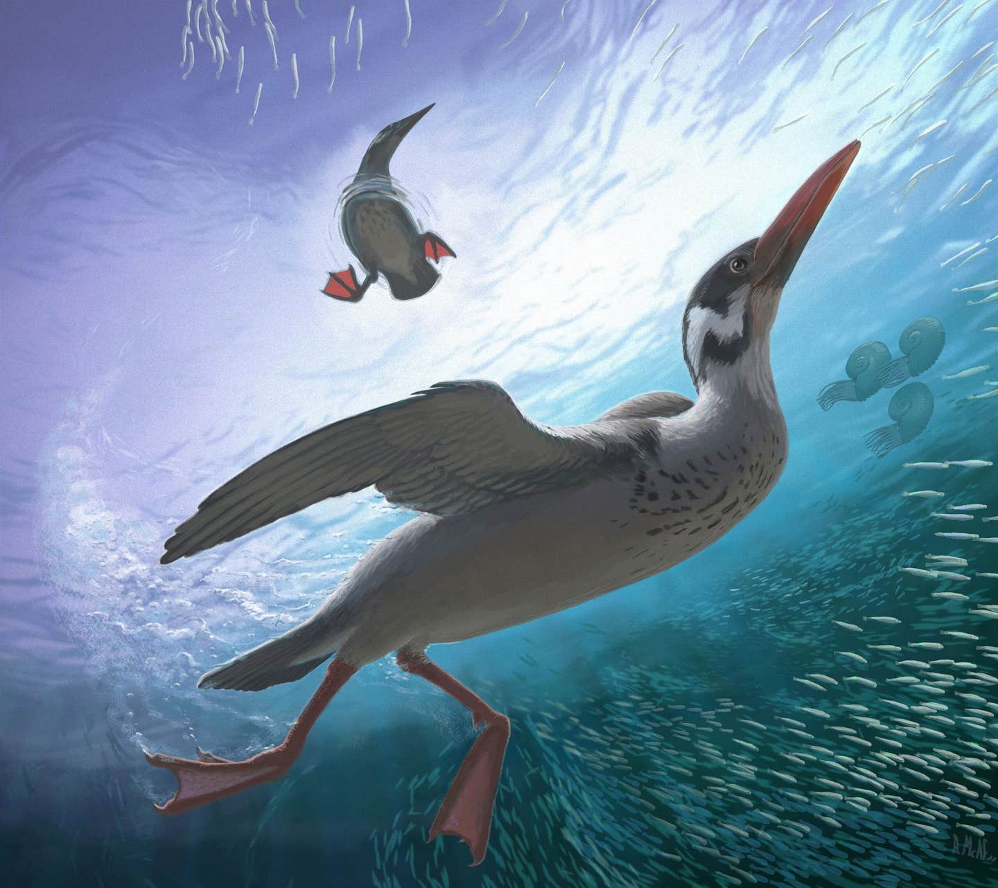 A pair of Vegavis iaai, the earliest known modern bird at 69 million years ago, foraging for fish and other animals in the Late Cretaceous ocean off the coast of the Antarctic Peninsula.