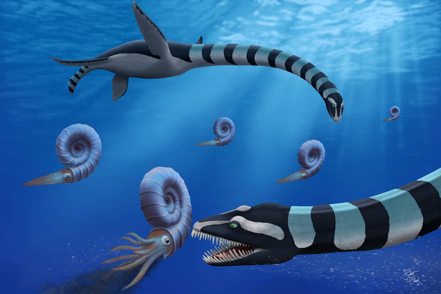 In the northern Pacific during the Late Cretaceous, two Traskasaura sandrae stalk a Pachydiscus ammonite, their prey.