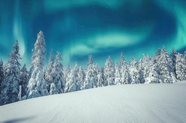 Planting trees in high-latitude regions could worsen global warming instead of helping it.