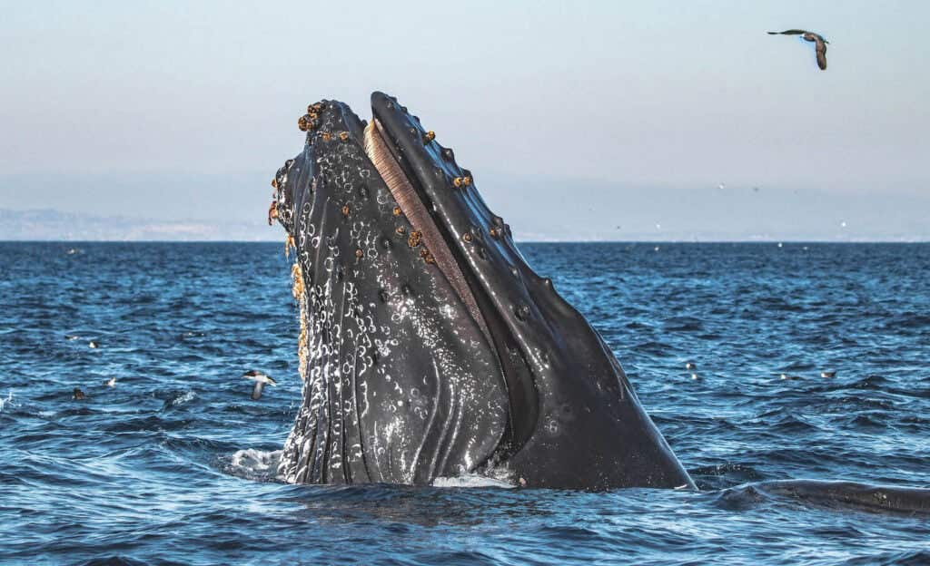 A new study reveals that humans used whale bones as tools 20,000 years ago, unlocking secrets of ancient coastal life and ocean ecology.